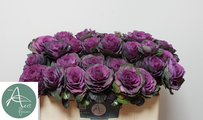 <h4>BRASS RED CRANE</h4>