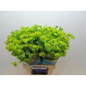 BUPLEURUM GRIFFITHII BUPLEURUM ROTU