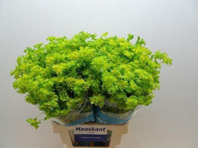 <h4>BUPLEURUM GRIFFITHII BUPLEURUM ROTU</h4>