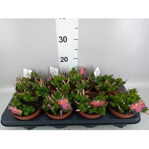 Oxalis   ...