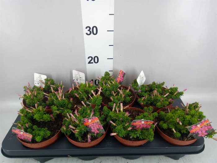 <h4>Oxalis   ...</h4>