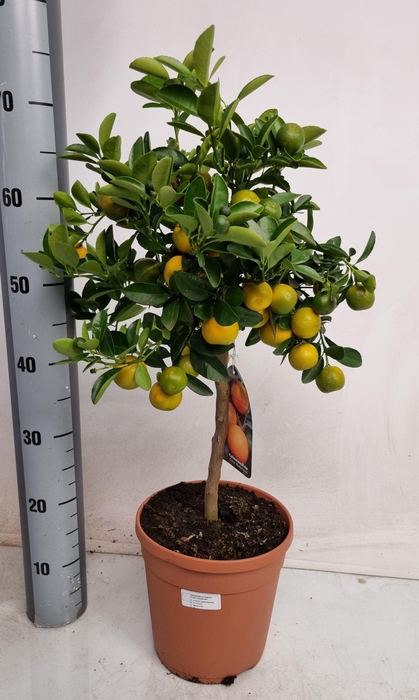 <h4>CITR MICROCARPA</h4>