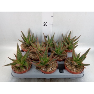 Aloe   ...