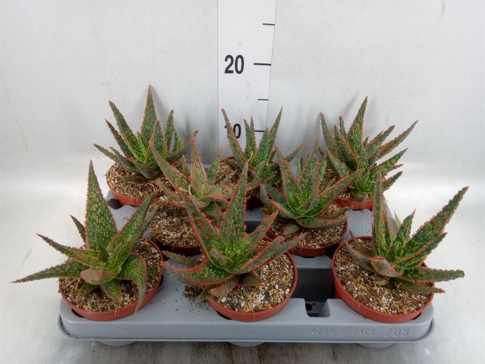 <h4>Aloe   ...</h4>