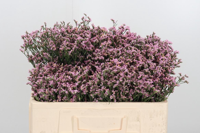 <h4>Lim Sin Blush Dia</h4>