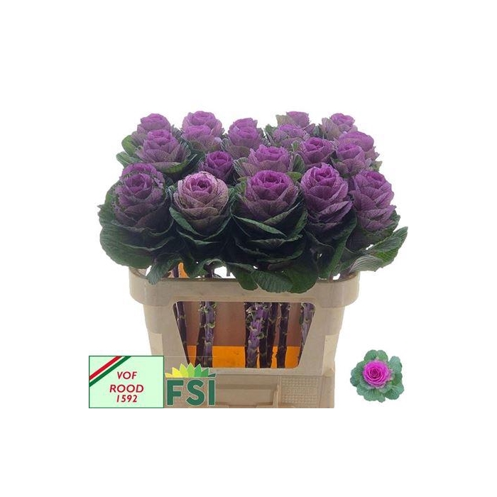 <h4>Brass Red Crane</h4>