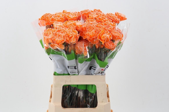 <h4>Di St Tinted Orange</h4>