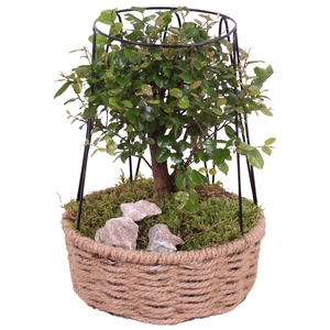 Bonsai Indoor Ø15cm Ball Shape in Frametower Rope Pot Ø21cm