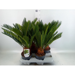 Cycas revoluta