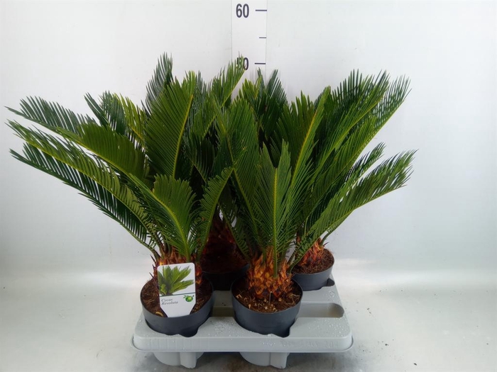 <h4>Cycas revoluta</h4>