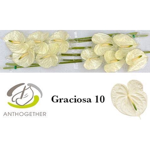 ANTH A GRACIOSA