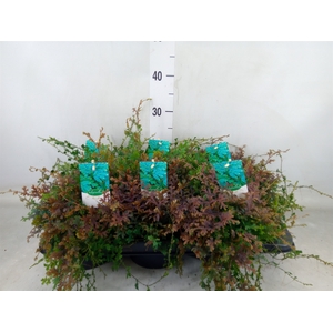 Selaginella   ...