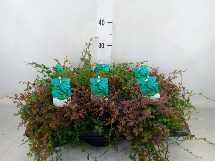 <h4>Selaginella   ...</h4>