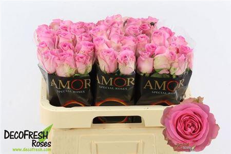 <h4>R Gr Revival</h4>