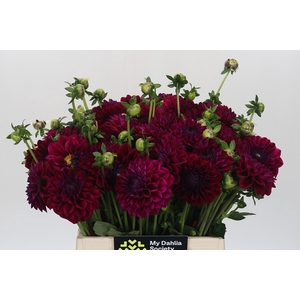 Dahlia Lilac Bull