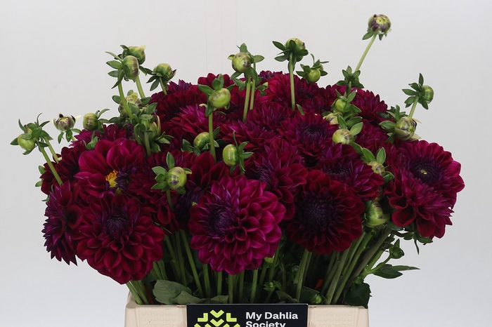 <h4>Dahlia Lilac Bull</h4>