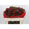 Hypericum True Romance Spray