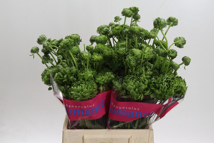 <h4>Ranunculus Romance Pomerol</h4>