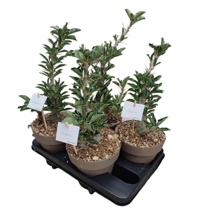 PACHYPODIUM SAUNDERSII POT Ø 16 - TRAY 4 PCS (SUCCULENTEN)