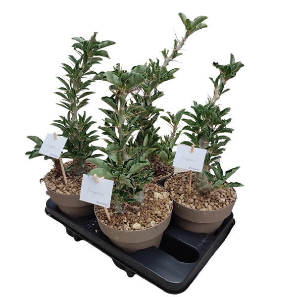 <h4>PACHYPODIUM SAUNDERSII POT Ø 16 - TRAY 4 PCS (SUCCULENTEN)</h4>