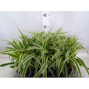 Chlorophytum com. 'Vittatum'