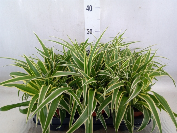 <h4>Chlorophytum com. 'Vittatum'</h4>