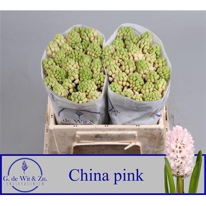 Hyac China Pink