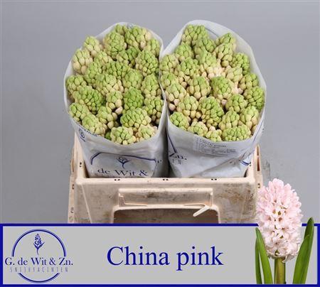 <h4>Hyac China Pink</h4>