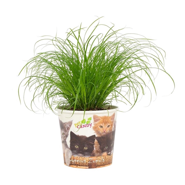 <h4>Cyperus Zumula Kattengras 12cm - Beker Pet Candy Kat</h4>