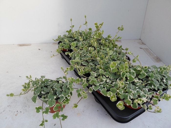 <h4>GLEC HEDERACEA</h4>