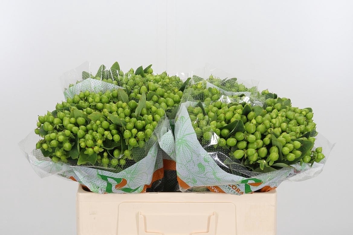 <h4>Hyp Mag Mirage</h4>