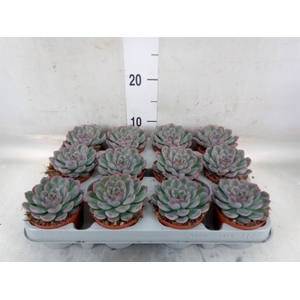Echeveria  'Hercules'