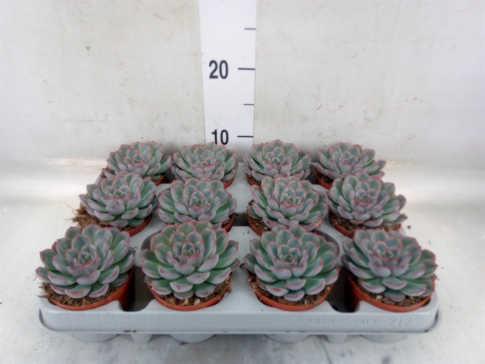 <h4>Echeveria  'Hercules'</h4>