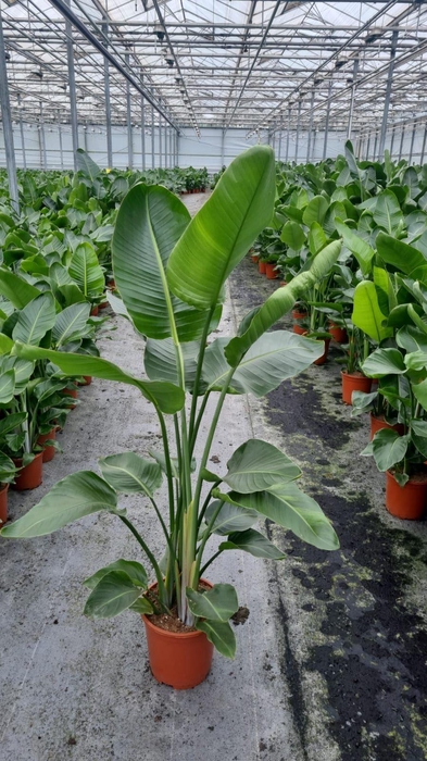 <h4>Strelitzia nicolai</h4>