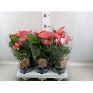 Anthurium andr. 'Everio'