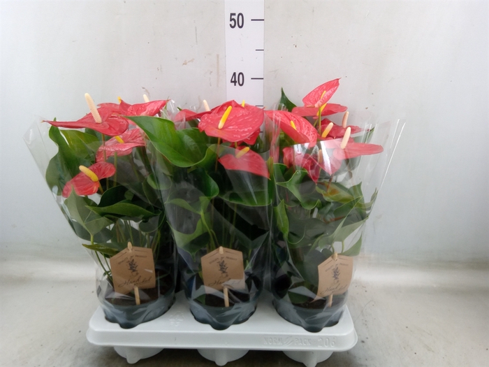 <h4>Anthurium andr. 'Everio'</h4>