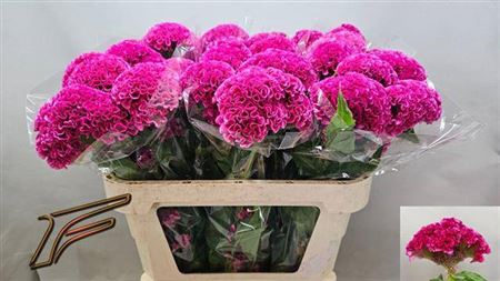 <h4>Cel C Rose Delight</h4>