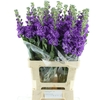 Matth Incana Iron Purple Super