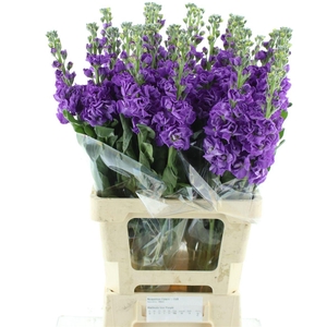 Matth Iron Purple