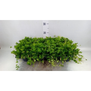 Peperomia rotundifolia