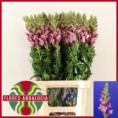 <h4>Antir Potomac Lavendel</h4>