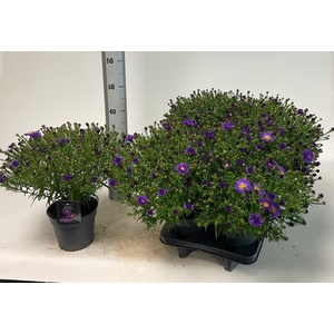 ASTER D BLUE LAPIS