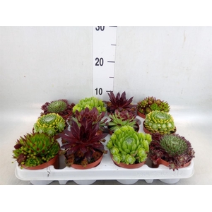 Sempervivum   ...