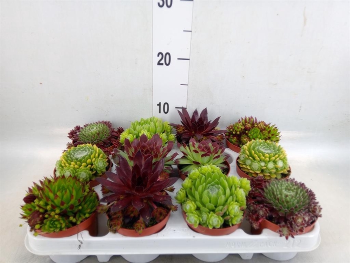 <h4>Sempervivum   ...</h4>