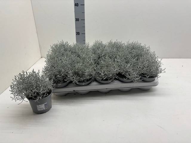 <h4>LEUCOPH BROWNII</h4>