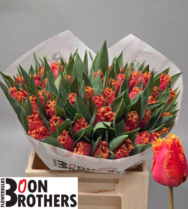 <h4>TU FR DUTCHING</h4>