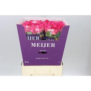 Rosa Gr Purple Star