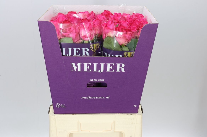 <h4>Rosa Gr Purple Star</h4>