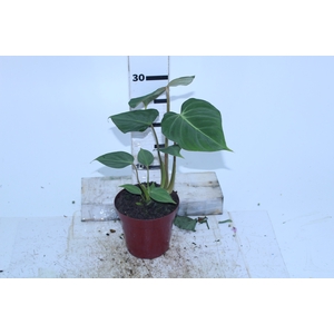 PHILODENDRON GLORIOSUM P12