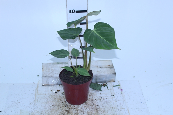 PHILODENDRON GLORIOSUM P12